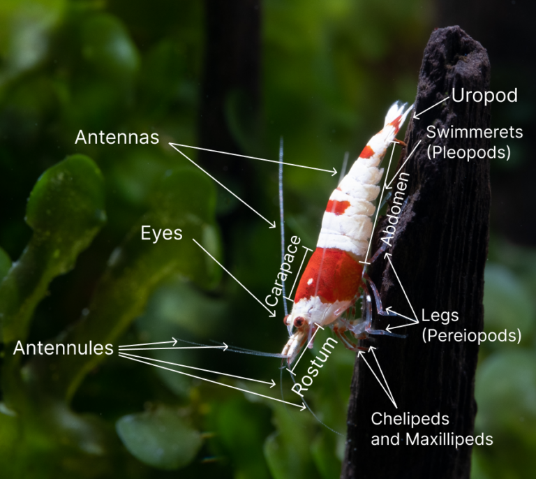 The Anatomy of Caridina Dwarf Shrimp - Rare Shrimp