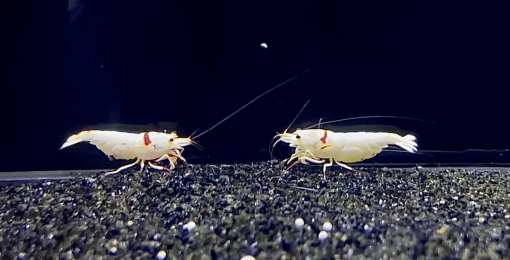 thumbnail image 2 of Live Freshwater Crystal Red & Black Shrimp Combo | 5+1 Caridina CBS CRS For Aquarium 2 of 6
