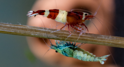 thumbnail image 2 of Live Freshwater Crystal Red & Black Shrimp Combo | 5+1 Caridina CBS CRS For Aquarium 2 of 6