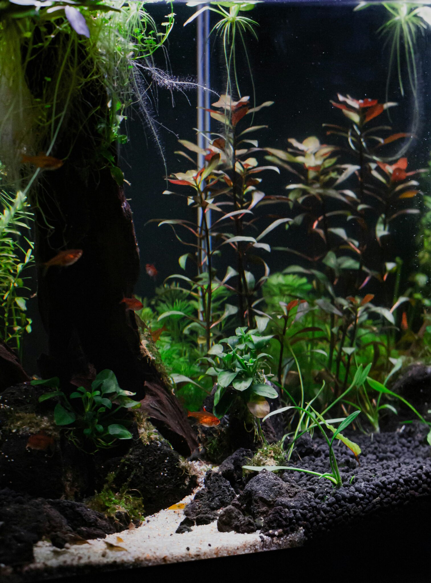 Crystal Black Shrimp - Rare Shrimp