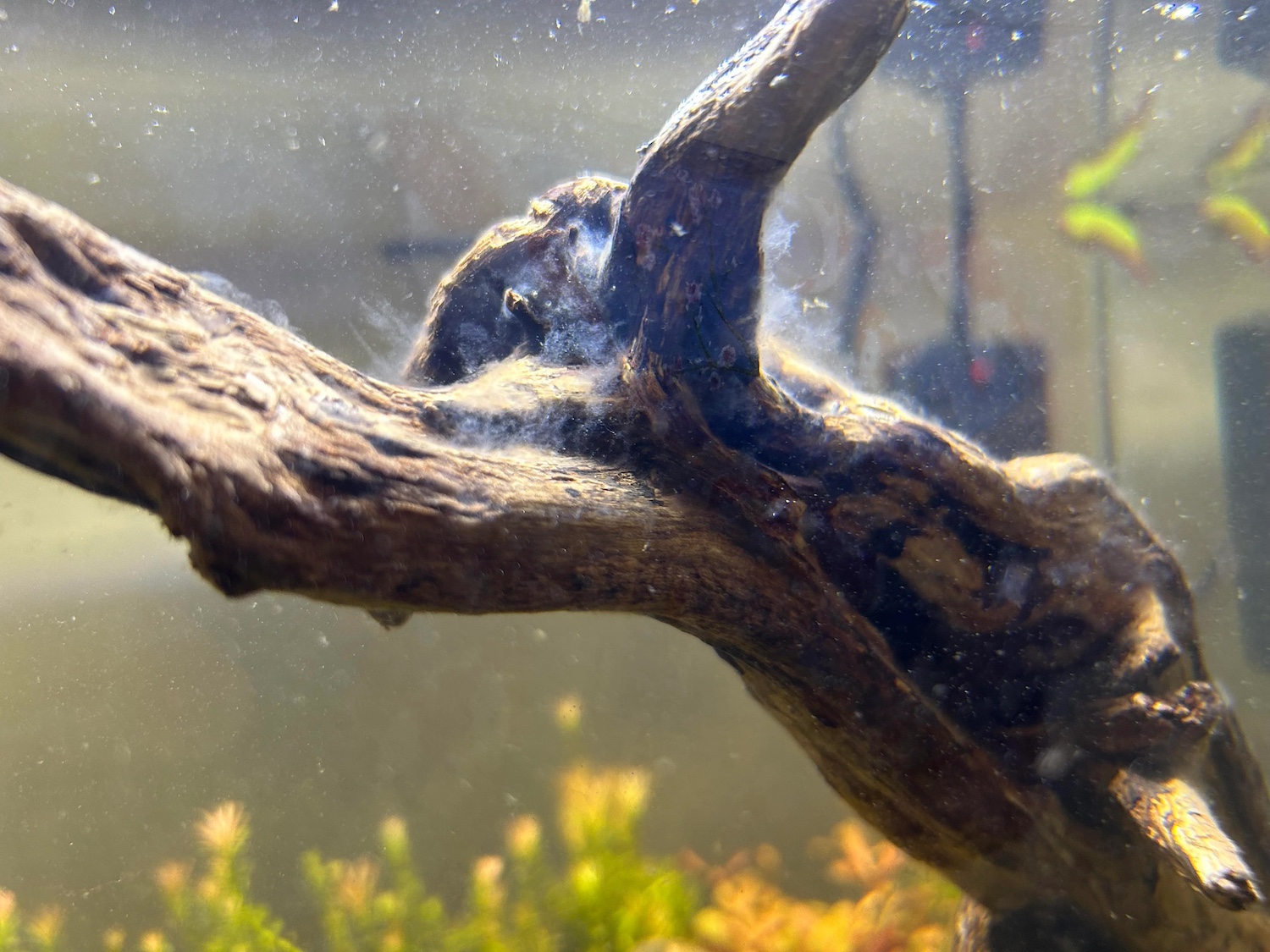 biofilm fish net The Biofilm Boost: Understanding and Nurturing Biofilm in Caridina Habitats