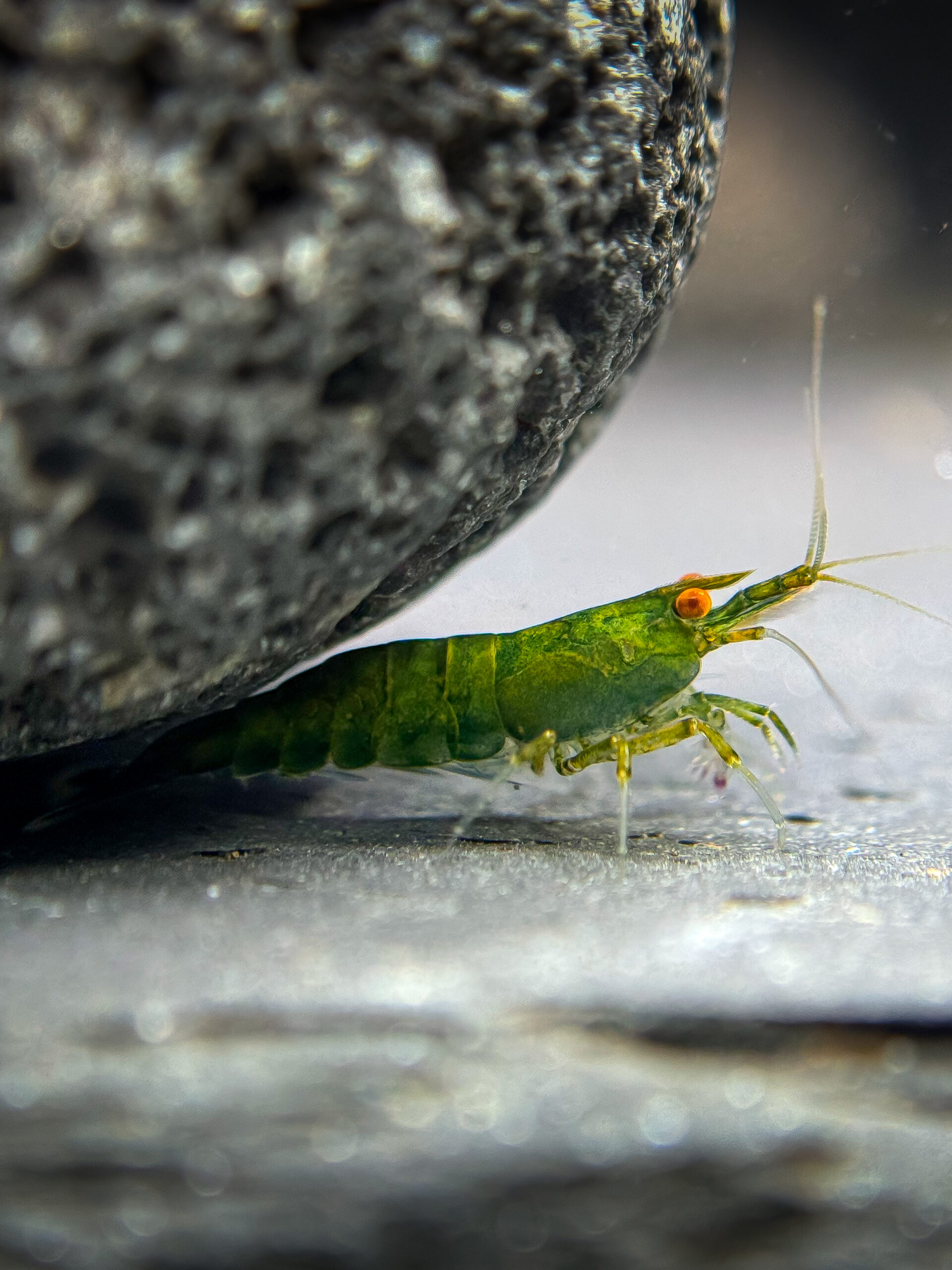 H3、エメラルドグリーン芯白10、赤へり10m Orange Eye (OE) Green Jade Neocaridina Shrimp pH Requirements