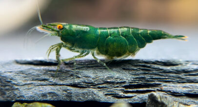 thumbnail image 2 of Live Freshwater Crystal Red & Black Shrimp Combo | 5+1 Caridina CBS CRS For Aquarium 2 of 6