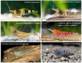 Caridina vs Neocaridina: Understanding the Differences Between Popular ...