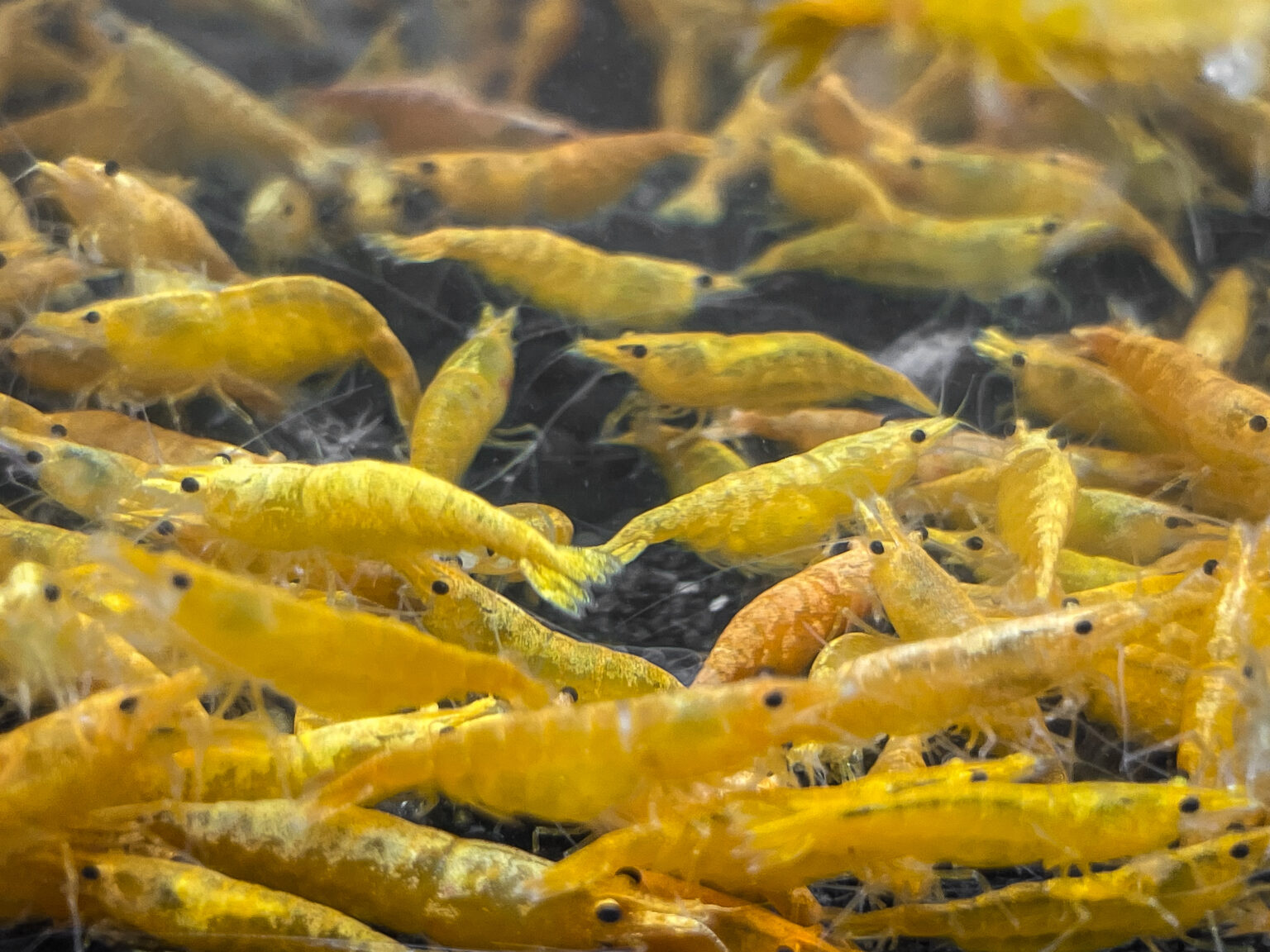 thumbnail image 2 of 20+2 Sunkist Freshwater Neocaridina Aquarium Shrimp - Live Guarantee 2 of 6