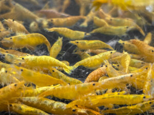 The Ultimate Guide to Neocaridina Shrimp Water Parameters: Ensuring a