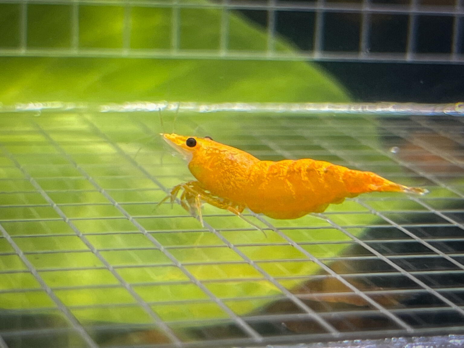 Neocaridina Shrimp Temperature Guide: Optimizing Your Tank for Happy ...