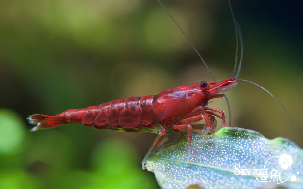 Neocaridina Bloody Mary Shrimp pH Requirements - Rare Shrimp