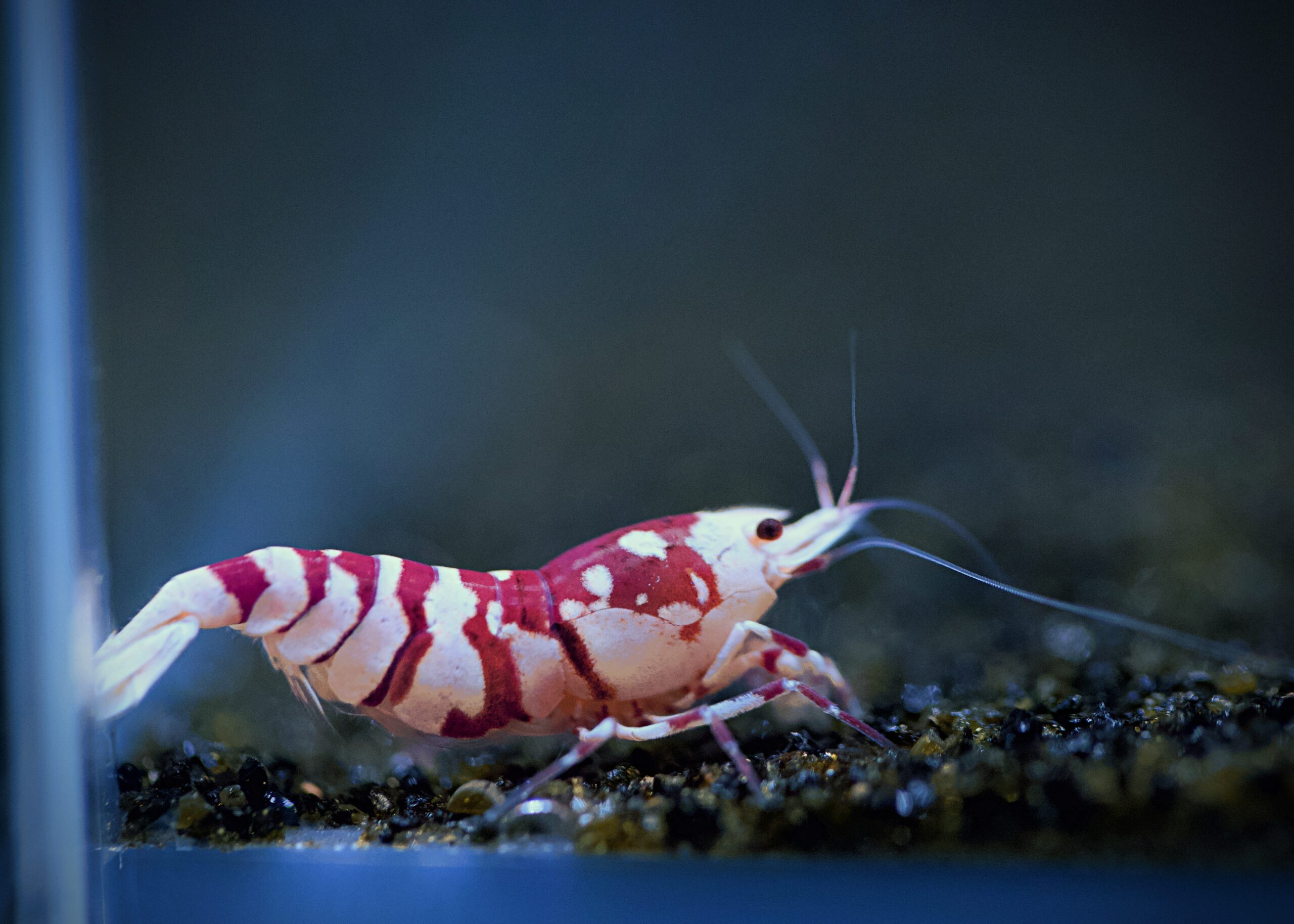 Caridina Red Fancy Tiger Shrimp Water Parameters - Rare Shrimp