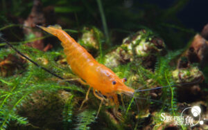 20 +2 Snow Ball - Freshwater Neocaridina Aquarium Shrimp. Live