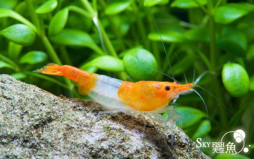 Neocaridina Orange Rili Ideal Temperature Requirements - Rare Shrimp